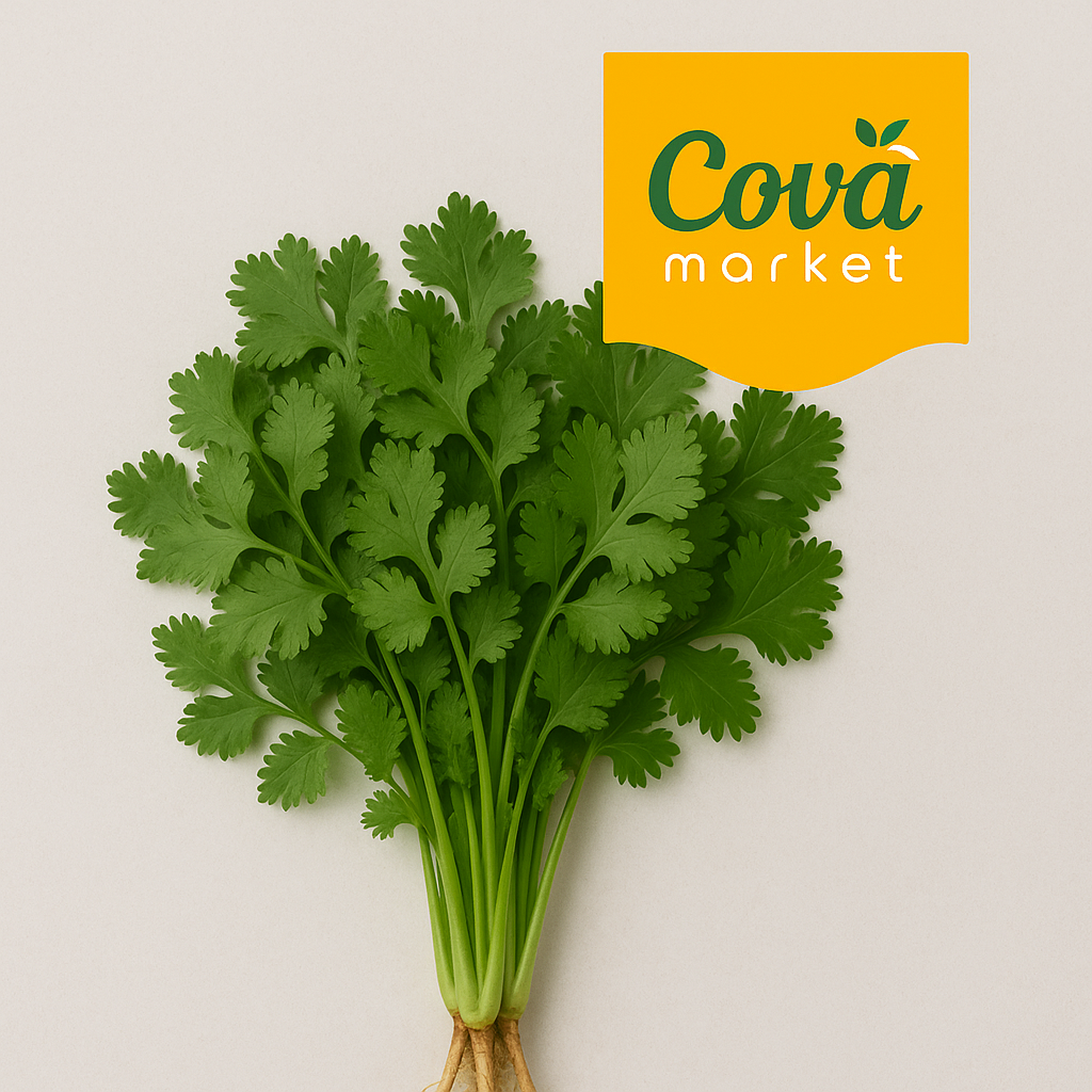 Ketumbar / 香菜 / Coriander